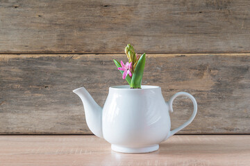 Spring gardening composition. Growth of pink hyacinth flower in white teapot on old non paint wooden background. Space for text