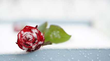 verschneite rote Rose
