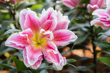 Beautiful lilies flower in garden at spring day.