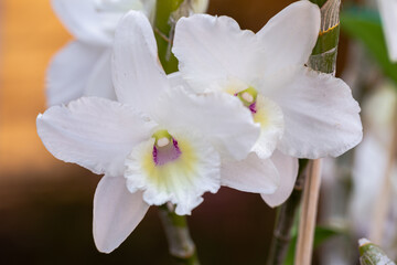 Obraz na płótnie Canvas Orchid flowers in the garden. Cattleya Orchidaceae.