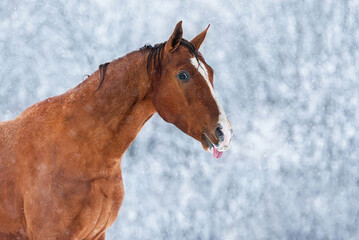 Fototapeta na wymiar Funny Don breed horse catching snowflakes with a tongue in winter. Golden horse. 