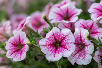 Petunia flower in the garden at spring day.