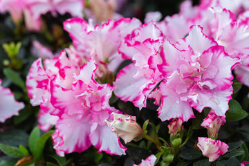 Rhododendron flowers in the garden at spring day.