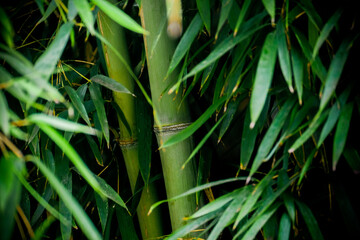 Green Bamboo grove in spring.