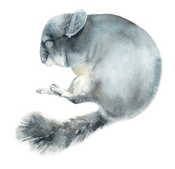 Sleeping Grey Chinchilla. Watercolor hand drawn illustration