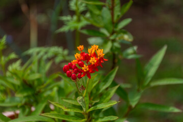 red and yellow flower