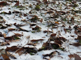 枯葉と雪