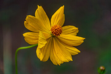 yellow flower