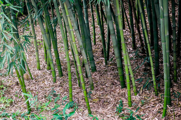 Green Bamboo grove in spring.