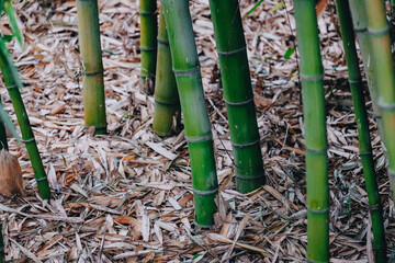 Green Bamboo grove in spring.