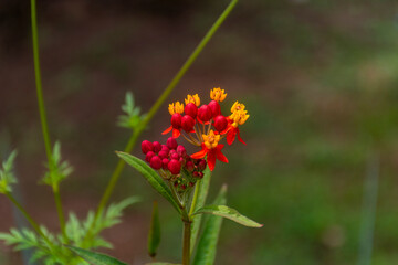 red and yellow flower