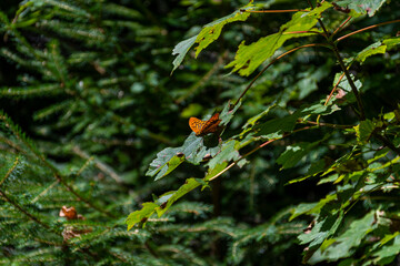 butterfly on flower