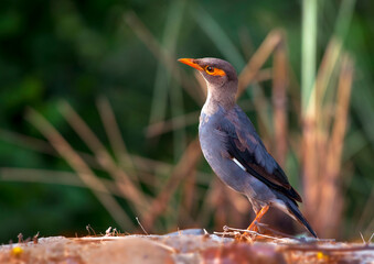 The bank myna is a myna found in the northern parts of South Asia. It is smaller but similar in...