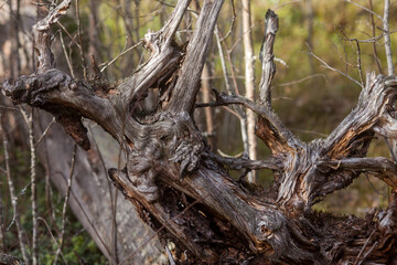 Old roots, a withered tree. Dead tree in national park