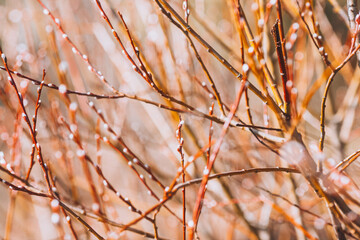 Buds on the branches. Plants in spring. Spring background with swelling buds