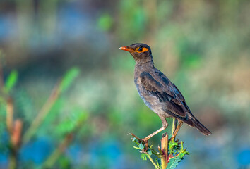The bank myna is a myna found in the northern parts of South Asia. It is smaller but similar in...