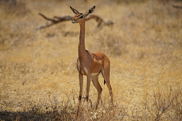 Naklejka na ściany i meble Female Gerenuk is standing on the grass. Its profile and full-body portrait. Large numbers of animals migrate to the Masai Mara National Wildlife Refuge in Kenya, Africa. 2016.