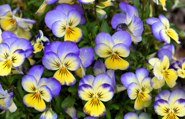 Senta Serbia beautiful plant Viola