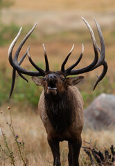 Portrait of a Bugling Bull Elk