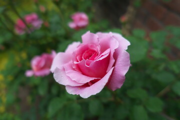 ピンクの薔薇