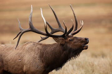 Side profile of a bugling Bull Elk