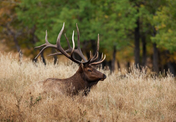 Trophy Bedded Bull