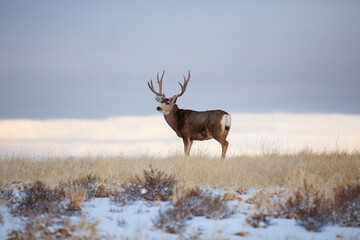Large Mule Deer standing in a winter field
