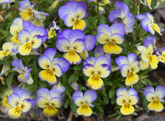 Fototapeta premium Senta Serbia beautiful plant Viola