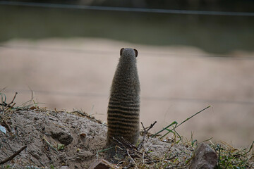 African Dwarf Mongoose standing on two legs. Gazing at the lake. Large numbers of animals migrate to the Masai Mara National Wildlife Refuge in Kenya, Africa. 2016.