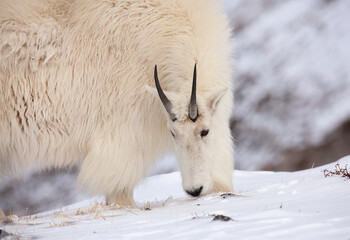 Obraz na płótnie Canvas A Mountain Goat feeding in the snow