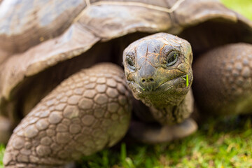Aldabra Giant Tortoise (Aldabrachelys gigantea) on the islands of the Seychelles in the Indian Ocean 