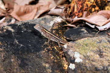 Blutsaugeragame // Oriental garden lizard (Calotes versicolor) - Sri Lanka