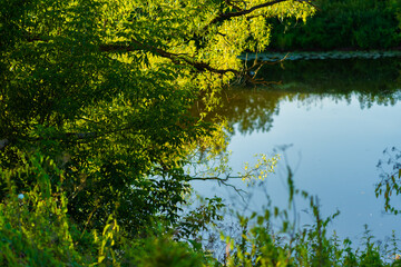 Fototapeta premium pond in the park