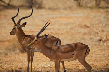 Two African male impalas standing on the yellow grass. Both have horns. Large numbers of animals migrate to the Masai Mara National Wildlife Refuge in Kenya, Africa. 2016.