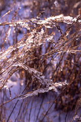 beautiful ice-covered branches in winter on a light purple background close-up