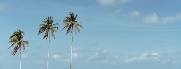 Minimal tropical coconut palm tree in summer with sky background. Copyspace you can put text on.