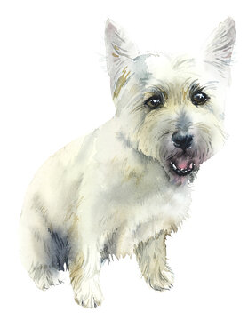 Cairn Terrier dog. Portrait small dog. Watercolor hand drawn illustration