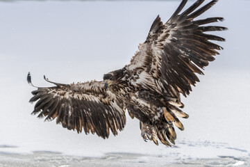White Tailed Eagle (Haliaeetus albicilla) in flight. Also known as the ern, erne, gray eagle, Eurasian sea eagle and white-tailed sea-eagle. Wings Spread. Poland, Europe. Birds of prey.