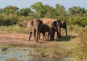Fototapeta na wymiar Elephants on the defensive