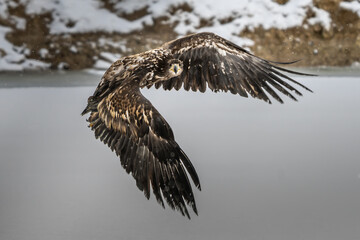 White Tailed Eagle (Haliaeetus albicilla) in flight. Also known as the ern, erne, gray eagle, Eurasian sea eagle and white-tailed sea-eagle. Wings Spread. Poland, Europe. Birds of prey.