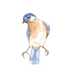 Watercolor cute bird. Perfect for printing, web, textile design, various souvenirs and other creative ideas.