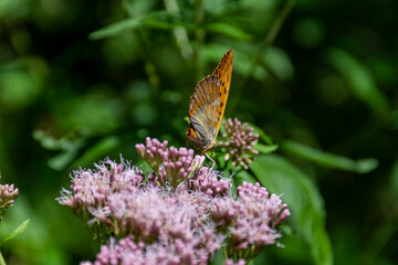 butterfly on flower