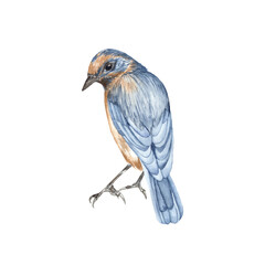 Fototapeta premium Watercolor bird. Perfect for printing, web, textile design, various souvenirs and other creative ideas.