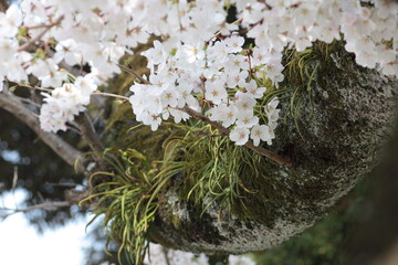 桜が咲き誇る