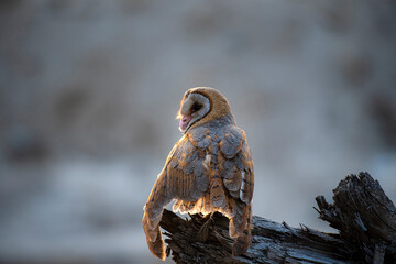 The barn owl is the most widely distributed species of owl in the world and one of the most widespread of all species of birds.