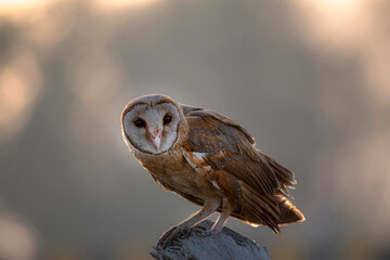 The barn owl is the most widely distributed species of owl in the world and one of the most...