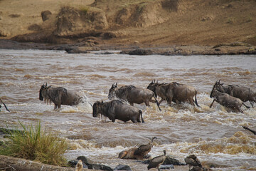 Many African Wildebeests (Gnu) migrate. They cross the Mara river. some death. Large numbers of animals migrate to the Masai Mara National Wildlife Refuge in Kenya, Africa. 2016.