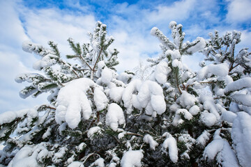 view of the snowy pine trees