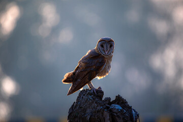 The barn owl is the most widely distributed species of owl in the world and one of the most widespread of all species of birds.