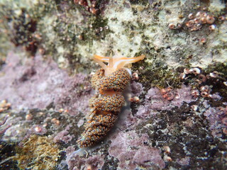 Four colour nudibranch